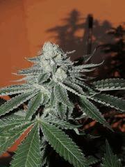 Scott's OG (Rare Dankness)