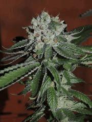 Scott's OG (Rare Dankness)