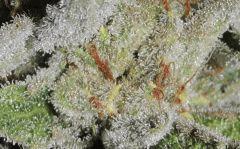 Scott's OG (Rare Dankness)