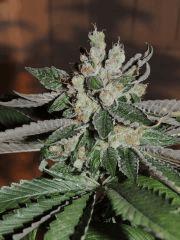 Scott's OG (Rare Dankness)