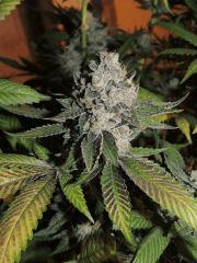 Scott's OG (Rare Dankness)