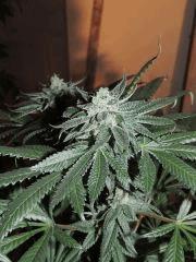 Scott's OG (Rare Dankness)