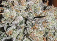 Scott's OG (Rare Dankness)