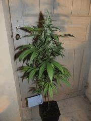 Ed Rosenthal Super Bud (Sensi Seeds)