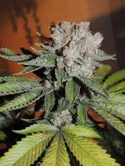 Scott's OG (Rare Dankness)