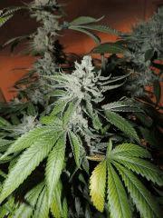 Scott's OG (Rare Dankness)