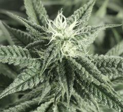Scott's OG (Rare Dankness)