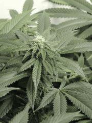 Sour Diesel (Cali Connection)