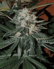 Scott's OG (Rare Dankness)