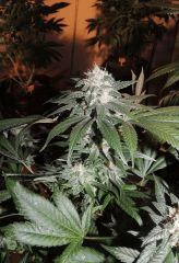 Sour Diesel (Cali Connection)