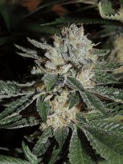 Scott's OG (Rare Dankness)