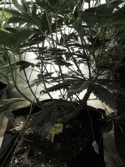 Sour Diesel (Cali Connection)