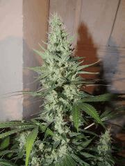 Ed Rosenthal Super Bud (Sensi Seeds)