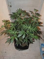 Scott's OG (Rare Dankness)