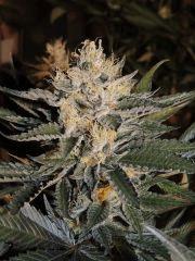 Sour Diesel (Cali Connection)