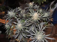 Sour Diesel (Cali Connection)
