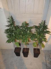 Ed Rosenthal Super Bud (Sensi Seeds)