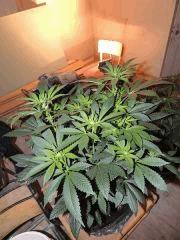 Scott's OG (Rare Dankness)
