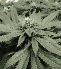 Scott's OG (Rare Dankness)