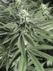 Scott's OG (Rare Dankness)