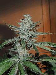Scott's OG (Rare Dankness)