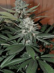 Scott's OG (Rare Dankness)