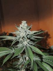Scott's OG (Rare Dankness)