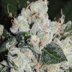 Scott's OG (Rare Dankness)