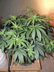 Scott's OG (Rare Dankness)
