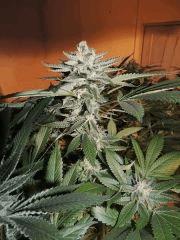 Scott's OG (Rare Dankness)