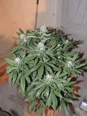 Scott's OG (Rare Dankness)