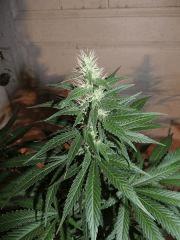 Ed Rosenthal Super Bud (Sensi Seeds)