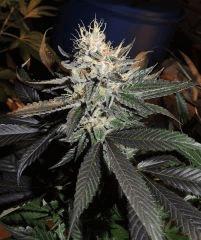 Sour Diesel (Cali Connection)