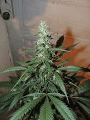 Ed Rosenthal Super Bud (Sensi Seeds)