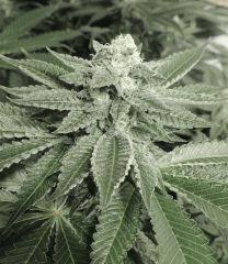 Scott's OG (Rare Dankness)