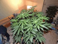 Scott's OG (Rare Dankness)