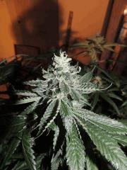 Scott's OG (Rare Dankness)