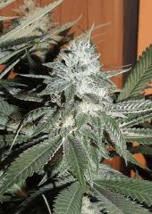 Scott's OG (Rare Dankness)