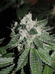 Scott's OG (Rare Dankness)
