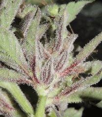 Sour Diesel (Cali Connection)