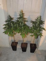 Ed Rosenthal Super Bud (Sensi Seeds)