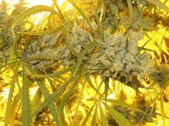 Moonshine Haze (Rare Dankness)