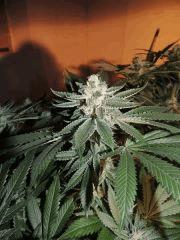 Scott's OG (Rare Dankness)