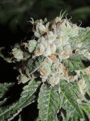 Scott's OG (Rare Dankness)