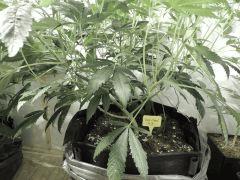 Sour Diesel (Cali Connection)