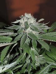 Scott's OG (Rare Dankness)