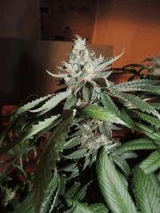 Scott's OG (Rare Dankness)