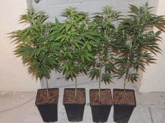 Ed Rosenthal Super Bud (Sensi Seeds)
