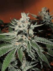 Scott's OG (Rare Dankness)