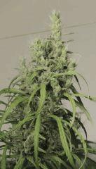 Moonshine Haze (Rare Dankness)